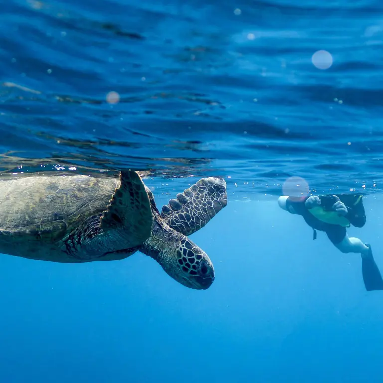 Swim with turtle in Hawaii