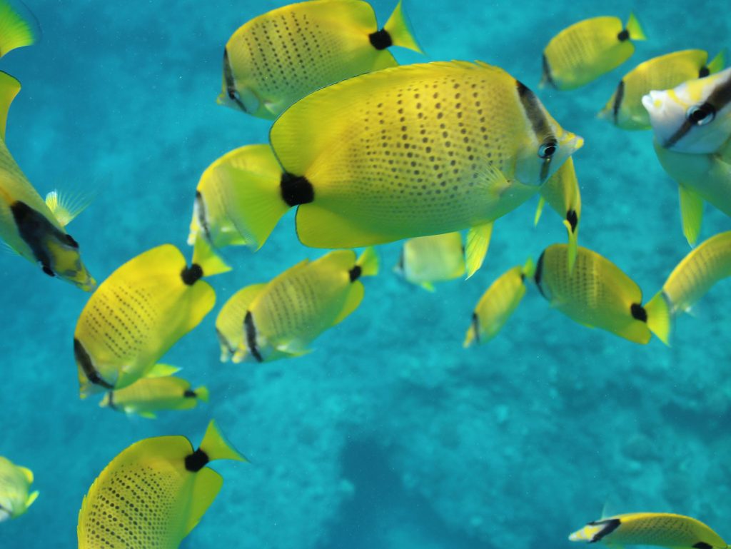 Tropical fish Hawaii