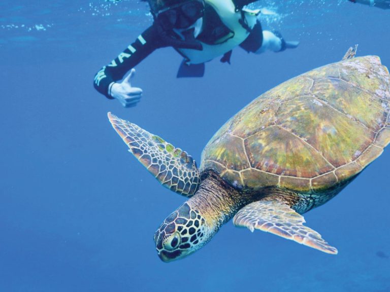 Snorkeling with turtle in Oahu