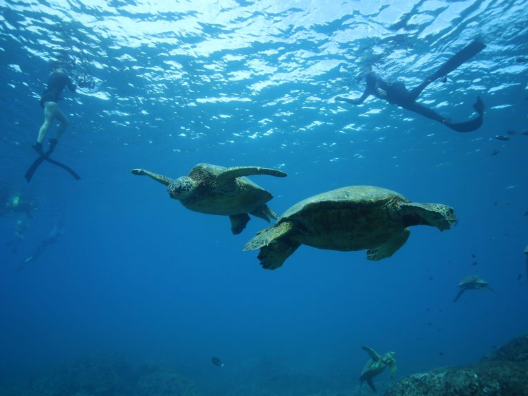 Turtle snorkel in West Oahu