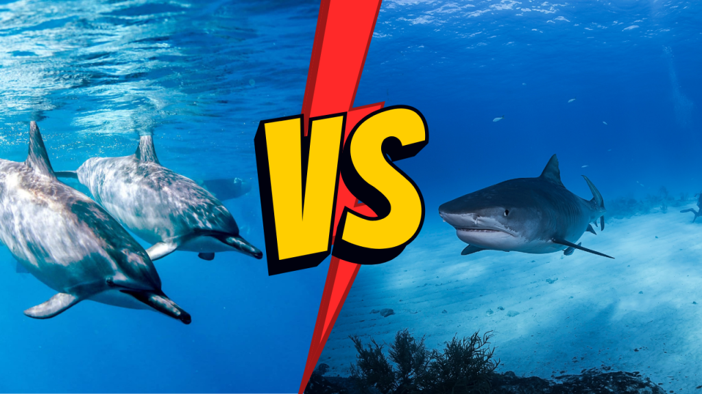 why sharks afraid of dolphins