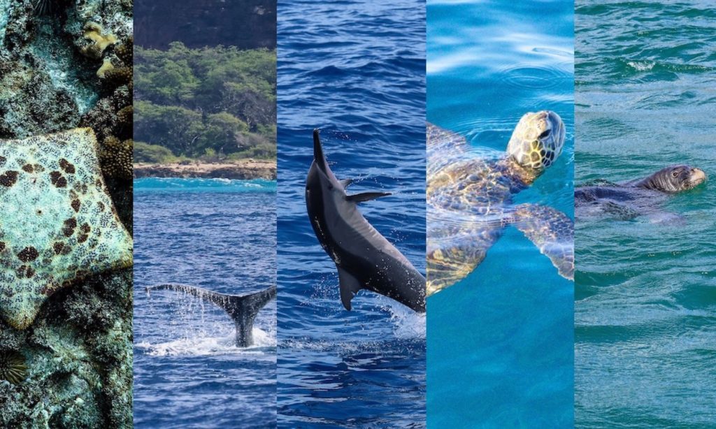 five images in one, showing a starfish, a humpback whales tail breaching the water, aa upside down spinner dolphin leaping out of the ocean, a green sea turtle, and a Hawaiian monk seal