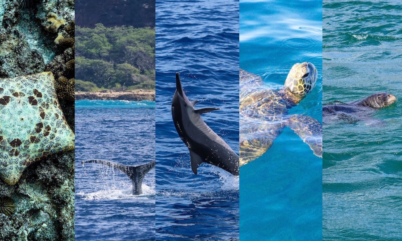 Read more about the article What Animals Can You See on an Oahu Dolphin Tour