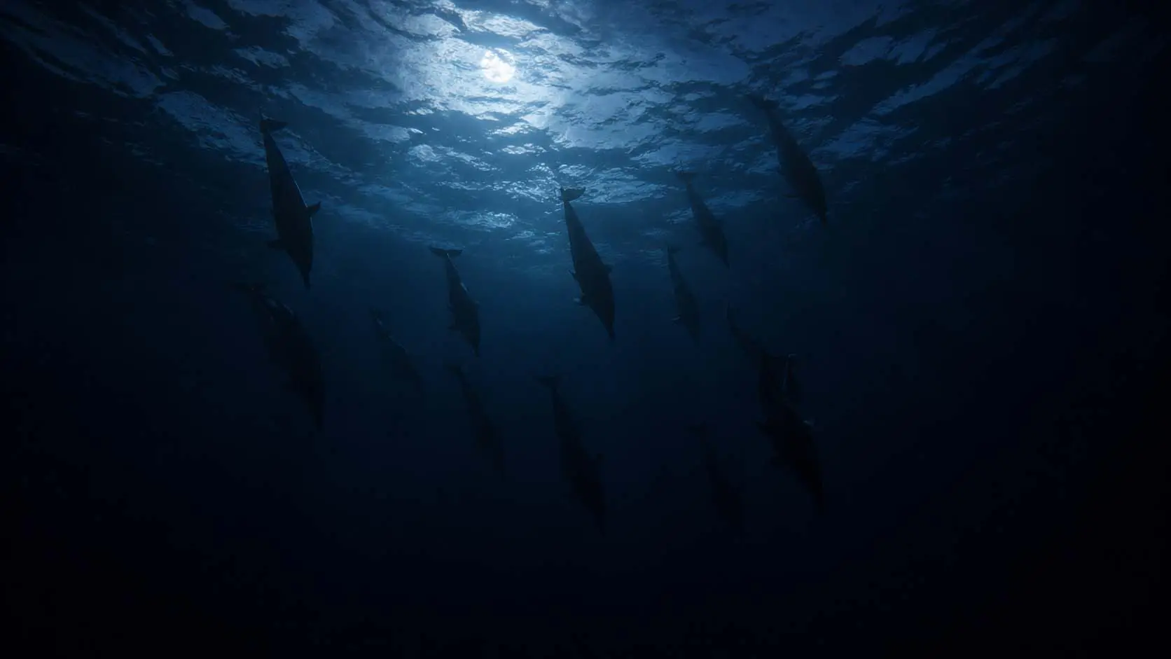 Read more about the article What Spinner Dolphins Do All Night: The Deep Water Hunt You Never See