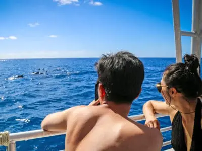 Dolphins and You tour guests view dolphins a short drive from Waikiki