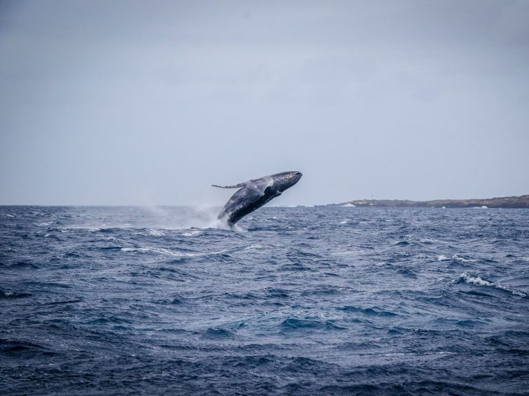 Whale in West Oahu