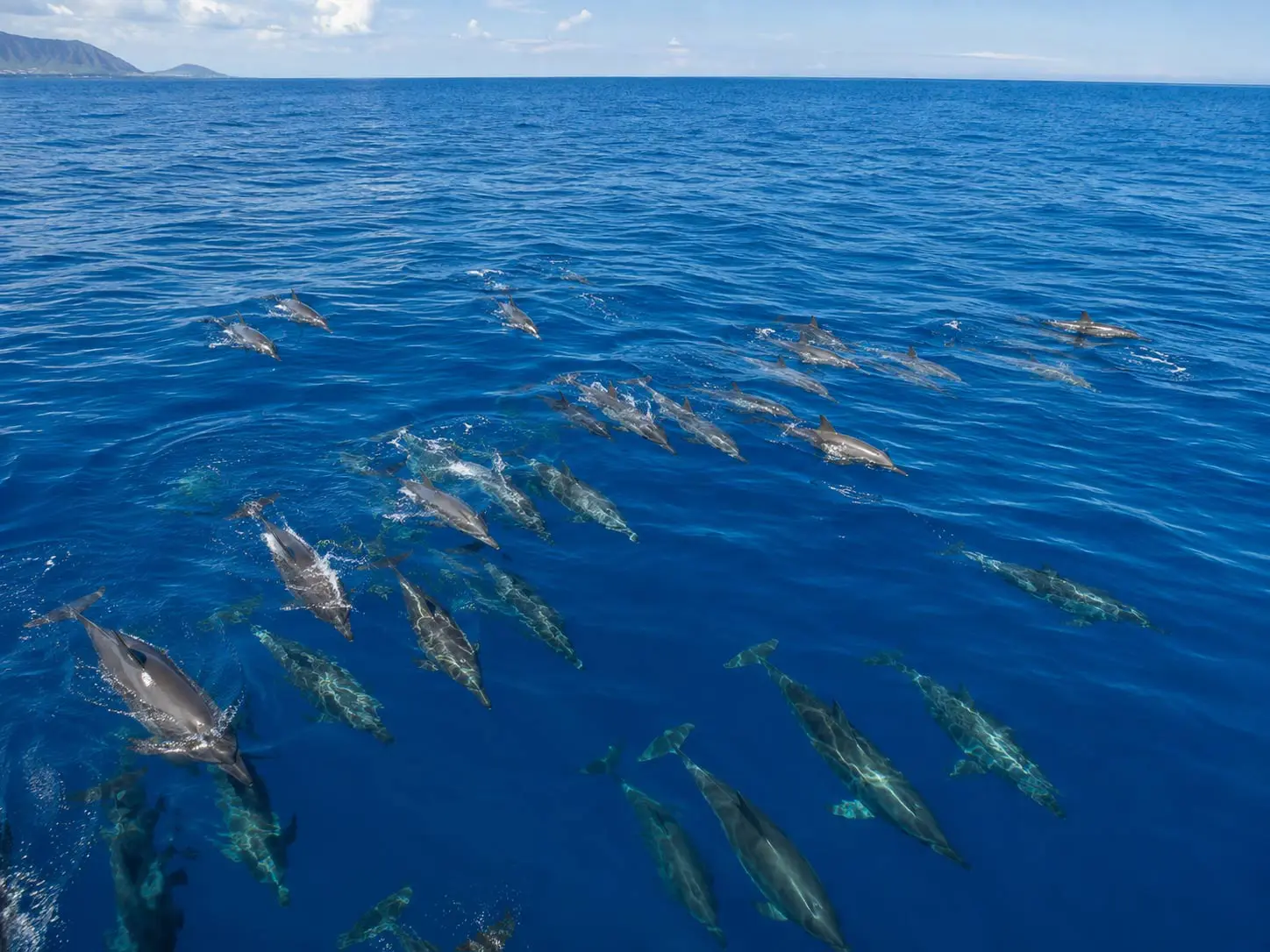 Read more about the article Inside the Pod: How Hawaii’s Spinner Dolphins Organize Their Social World