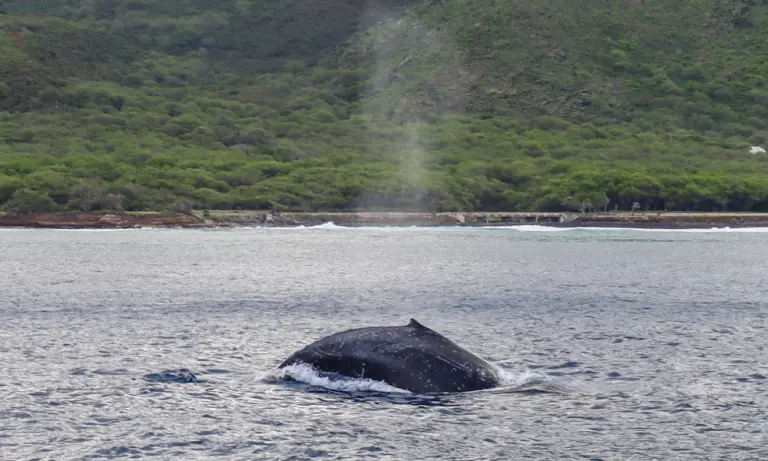 Whale's blow