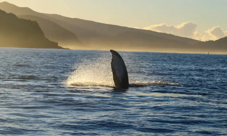 Whale-fin_5-3