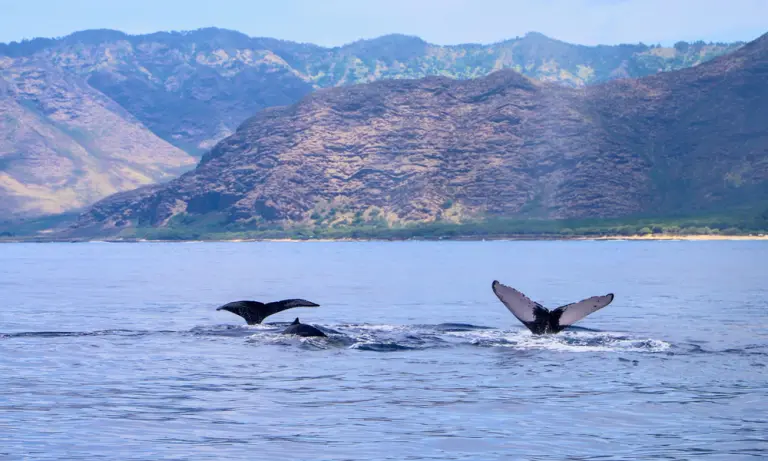 Whale tales in West Oahu