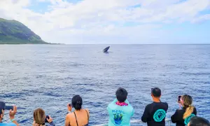 Whale spotted on dolphin tour in Oahu