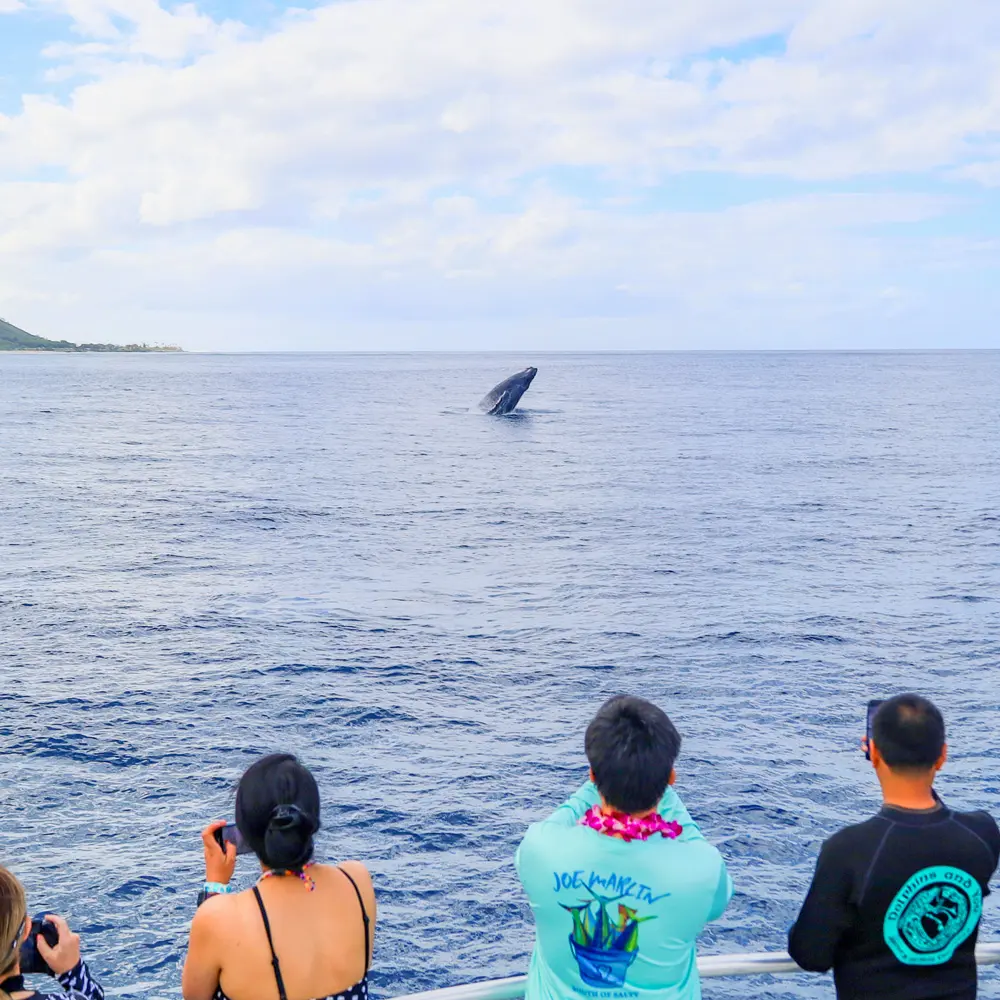 Whales spotted Dolphin tour West Oahu