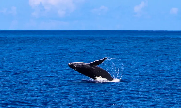 Whale_Breaching_5-3