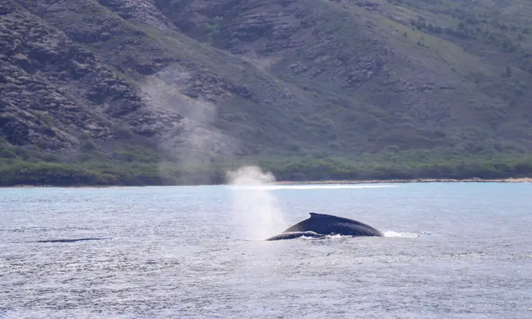 Whales-blow_5-3