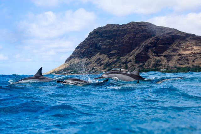 You are currently viewing What Does a Dolphin Do in a Day in Hawaii? Discover Their Fun Daily Routine!