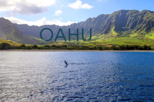 Read more about the article Why Oahu is the Best Island for Watching Dolphins?