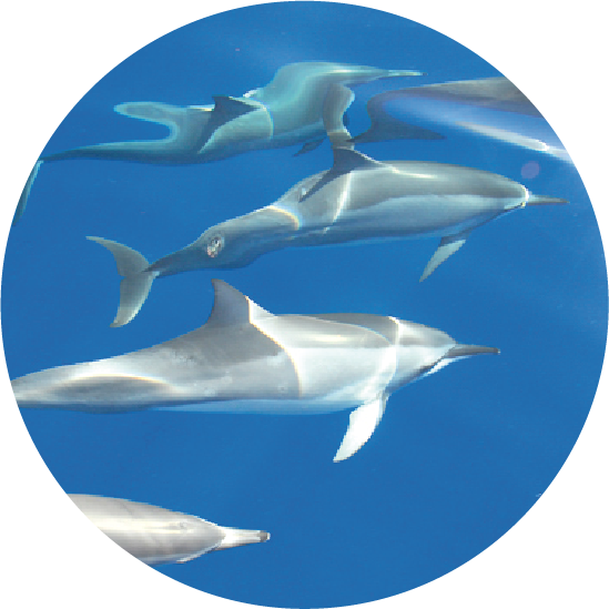 Wild dolphin encounter