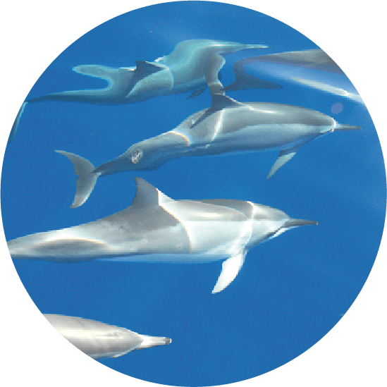 Wild dolphin encounter