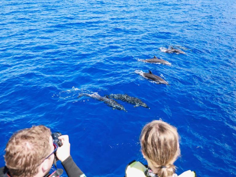Wild-dolphin-watching