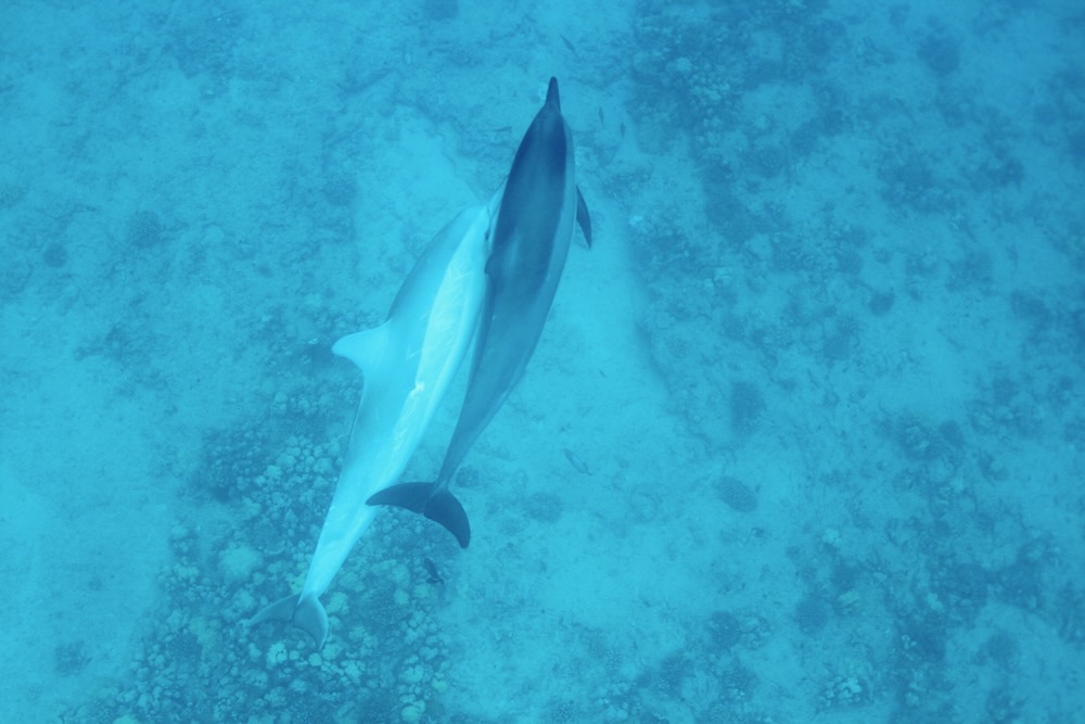 Read more about the article The Mysterious White Dolphin: Albino Dolphins You Might Encounter in Hawaii