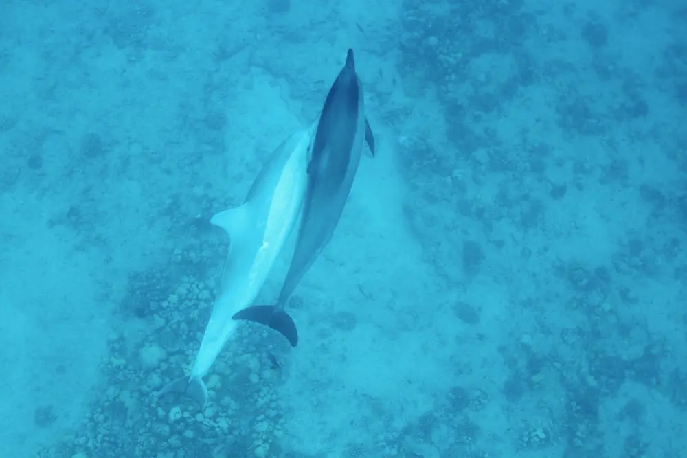 Read more about the article Dolphin Stomach Facts in Hawaii