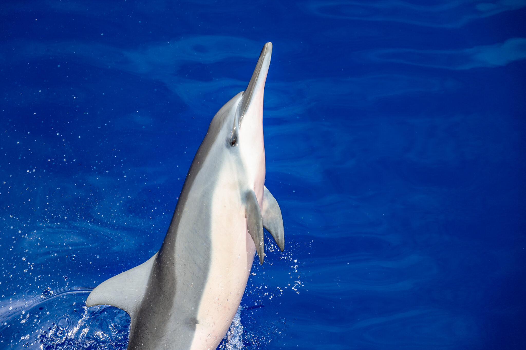 hawaii dolphin vision