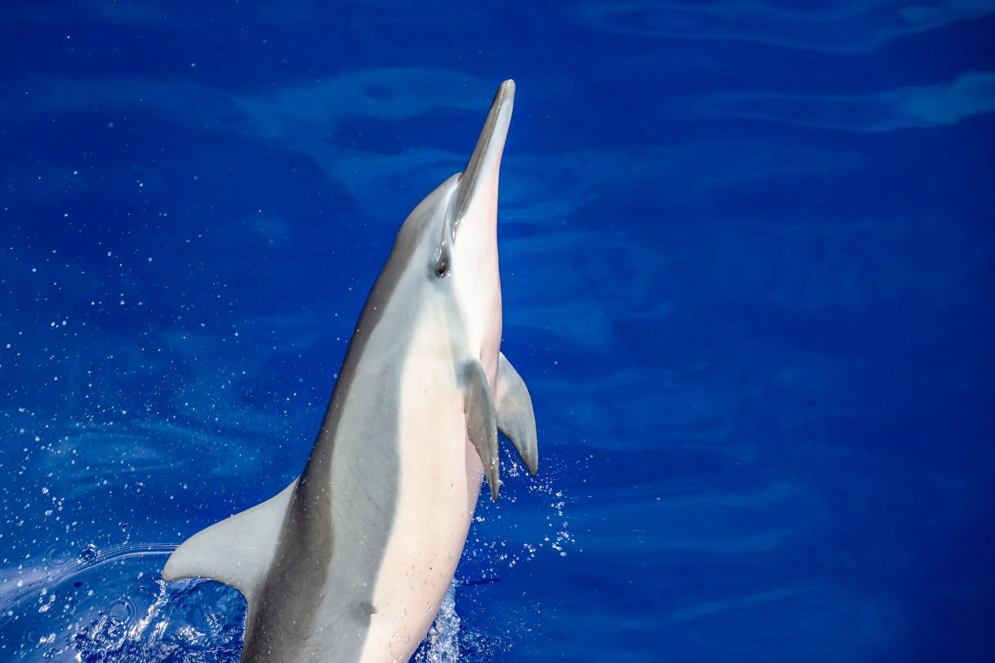 Read more about the article How Spinner Dolphins See the World: Vision and Perception in Hawaiian Waters