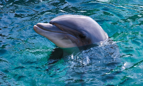 dolphin intelligence