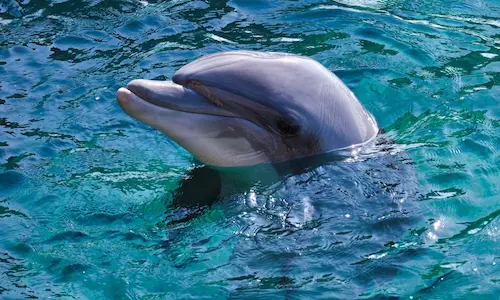 dolphin intelligence