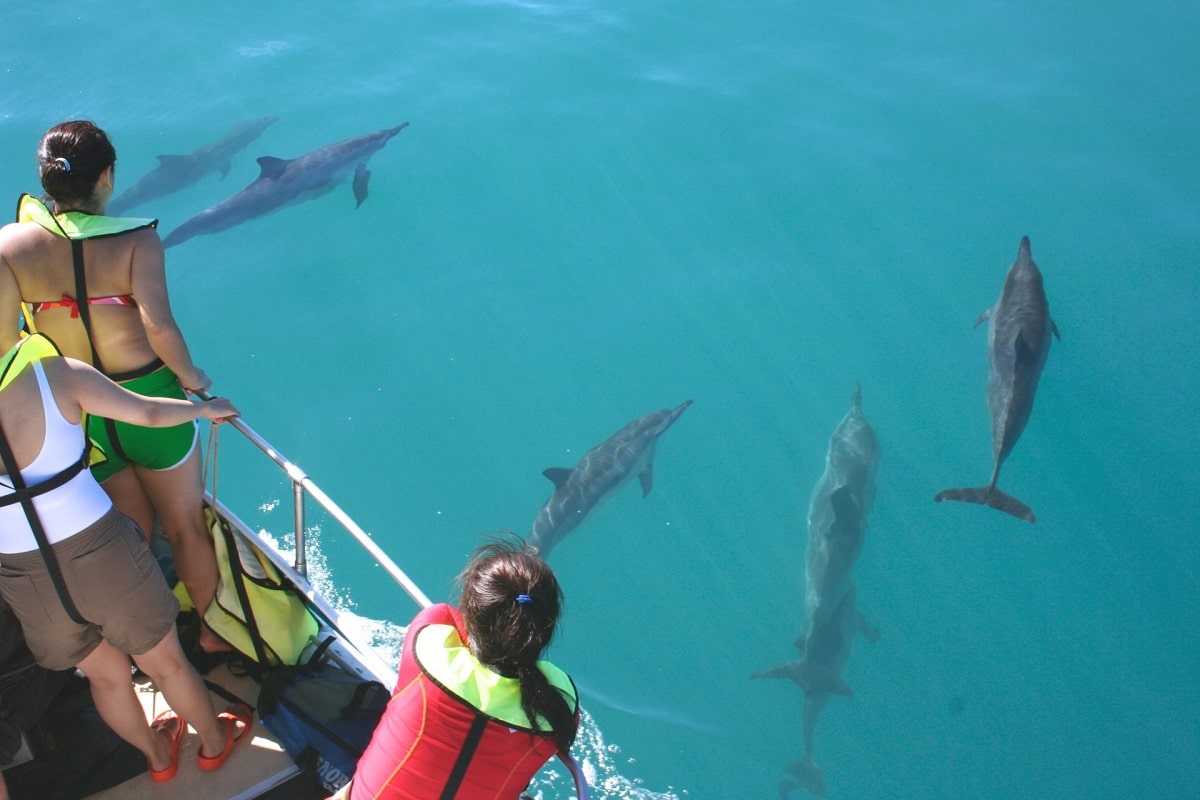 Should You Swim With Dolphins - Blue Wave Adventures Dolphin Cruise