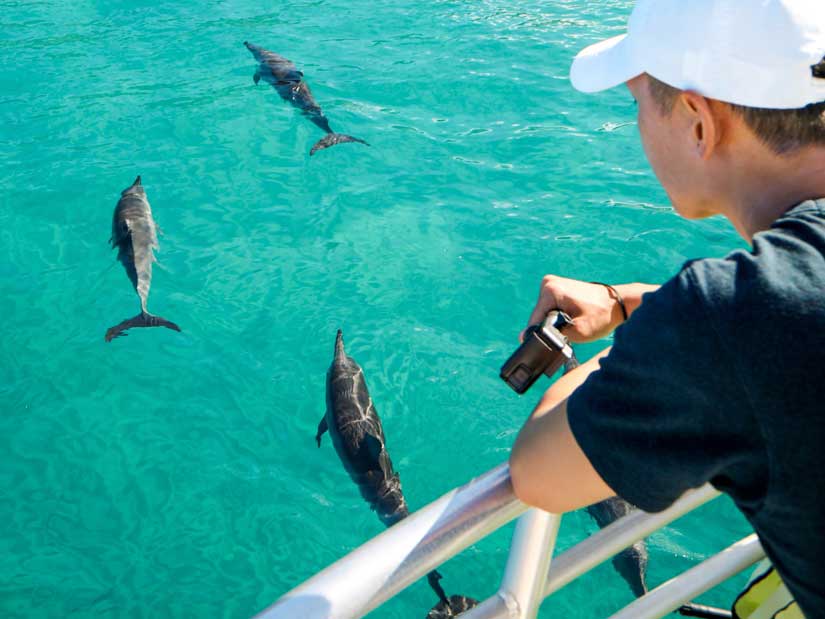 Dolphin watching in west oahu