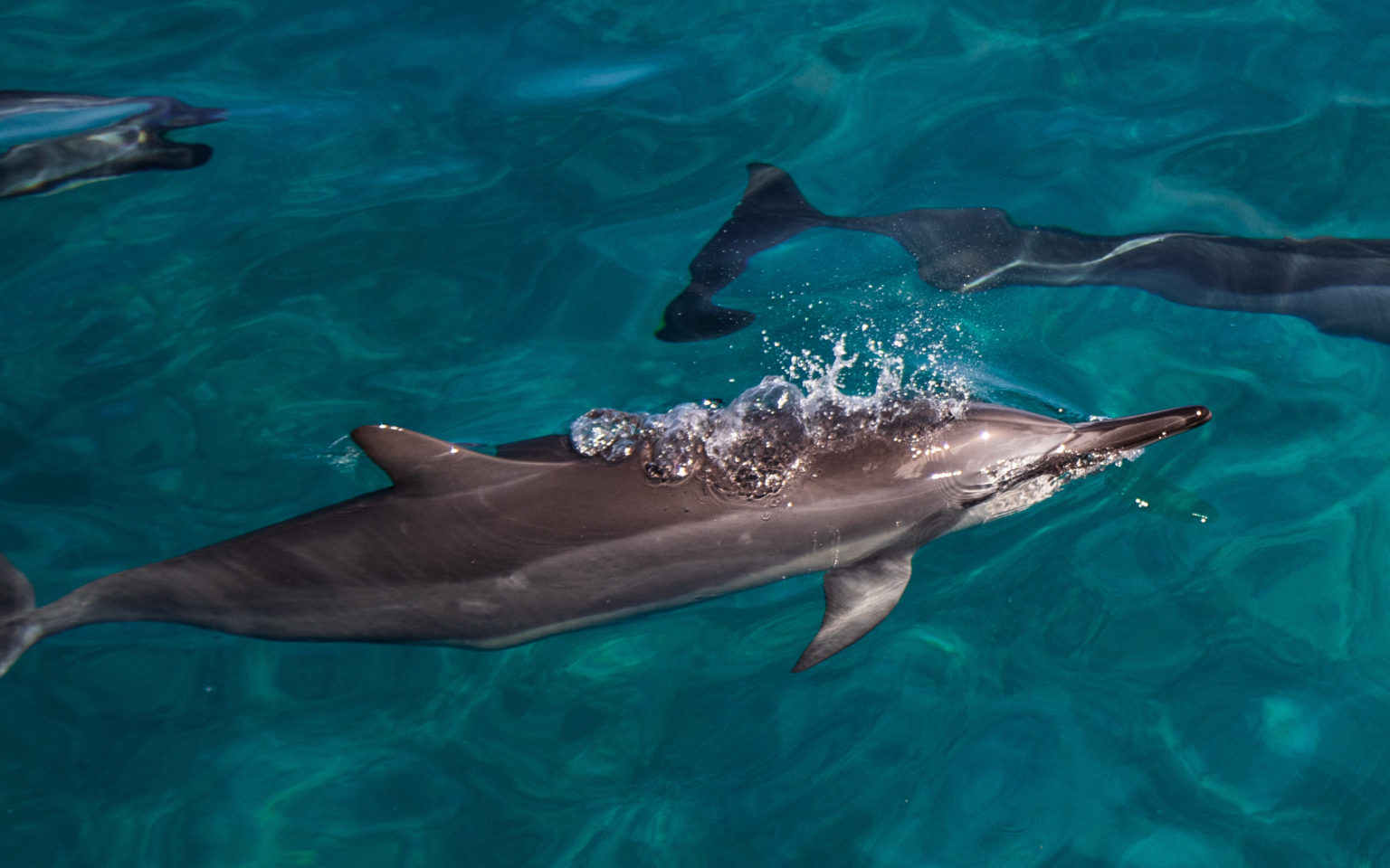 Fascinating Ways Dolphins Communicate - Dolphins And You