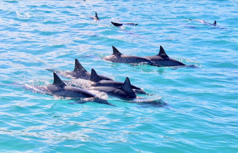 dolphin20