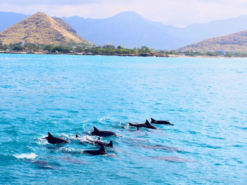 dolphins west oahu