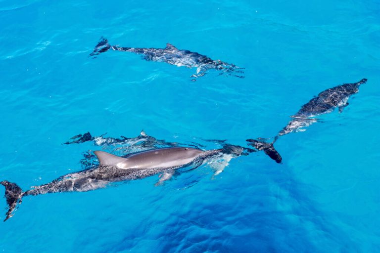 Wild dolphin swimming in West Oahu