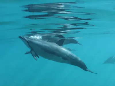 Group of dolphin swimming