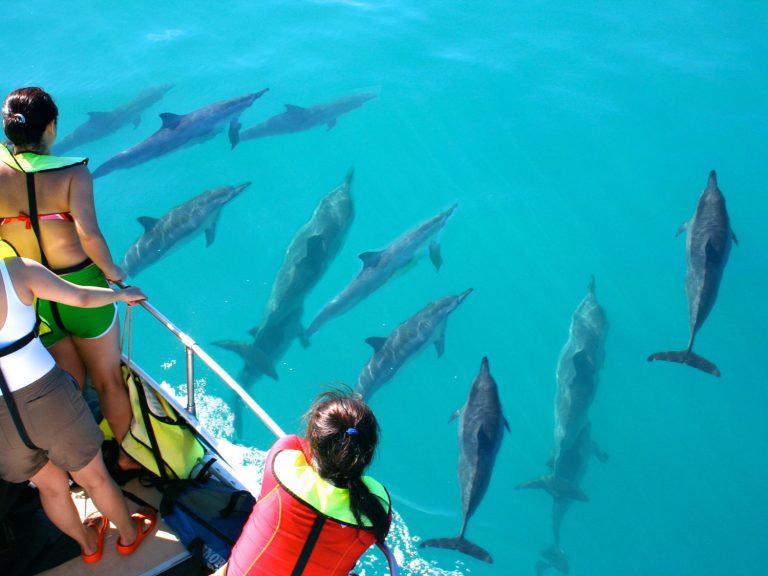 best dolphin watching tour