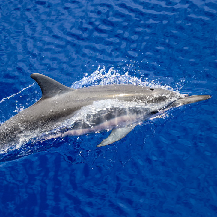Dolphin watching in Oahu