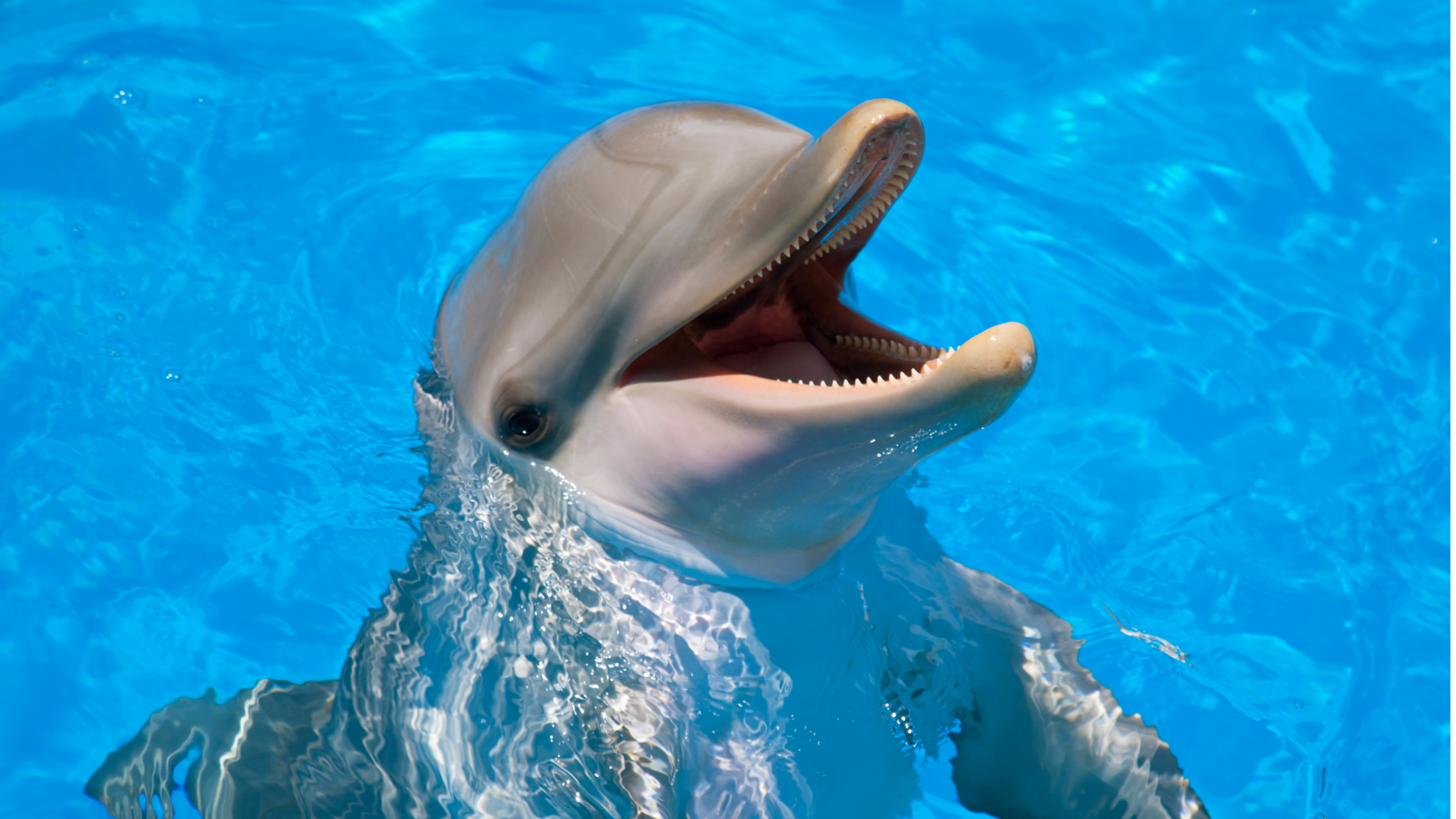 You are currently viewing How Long Can Dolphins Hold Their Breath Underwater?