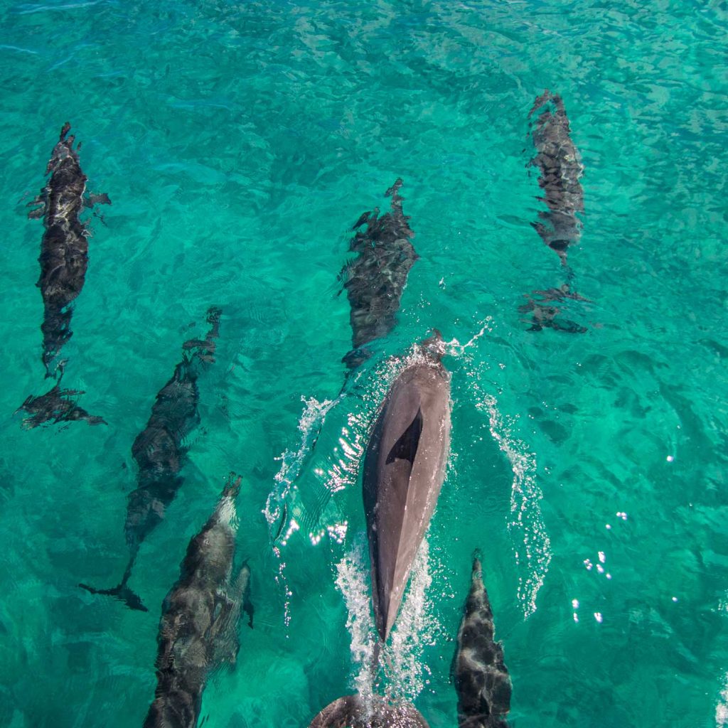 Oahu Dolphin encounter