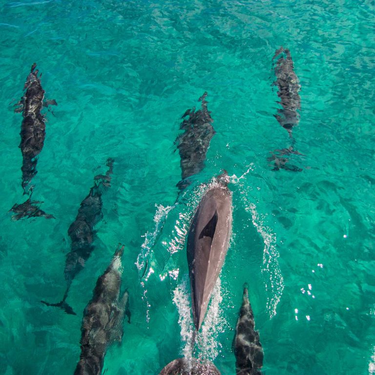 Oahu Dolphin encounter