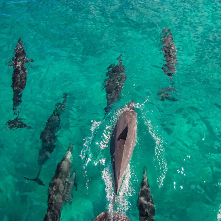 Oahu Dolphin encounter