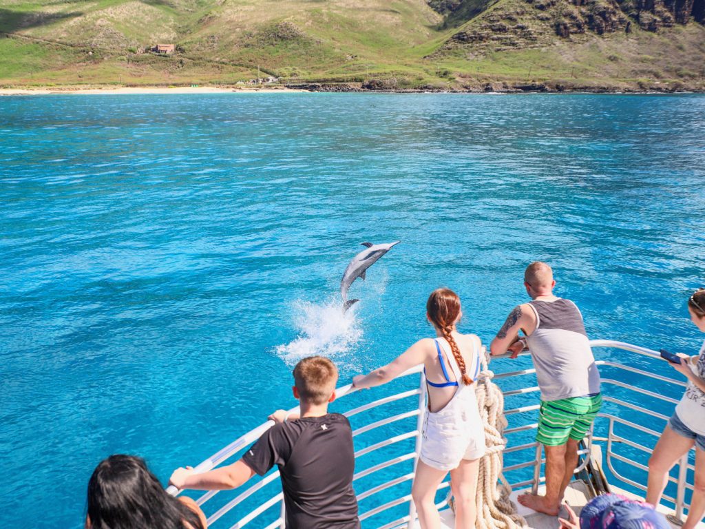 Dolphin watching Oahu