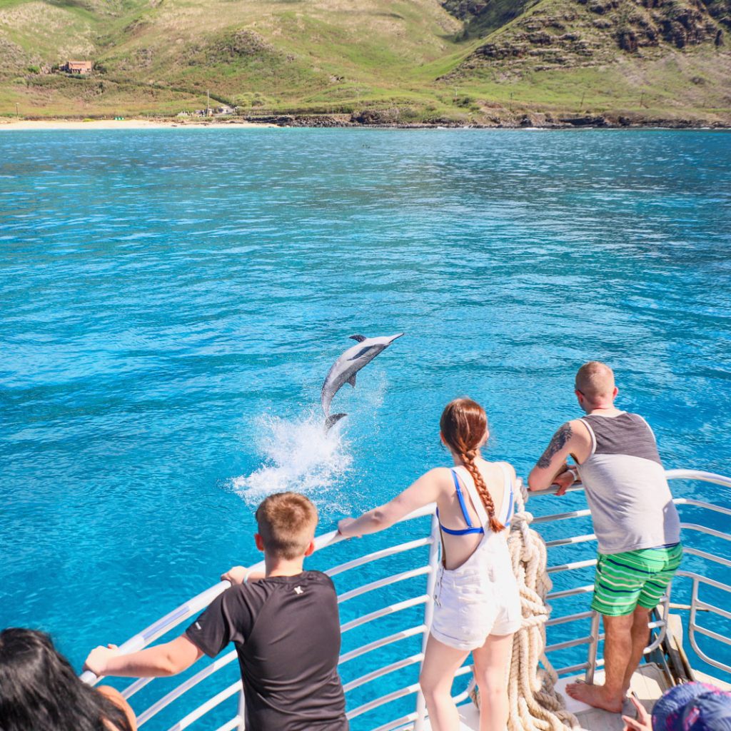 Oahu dolphin watching tour