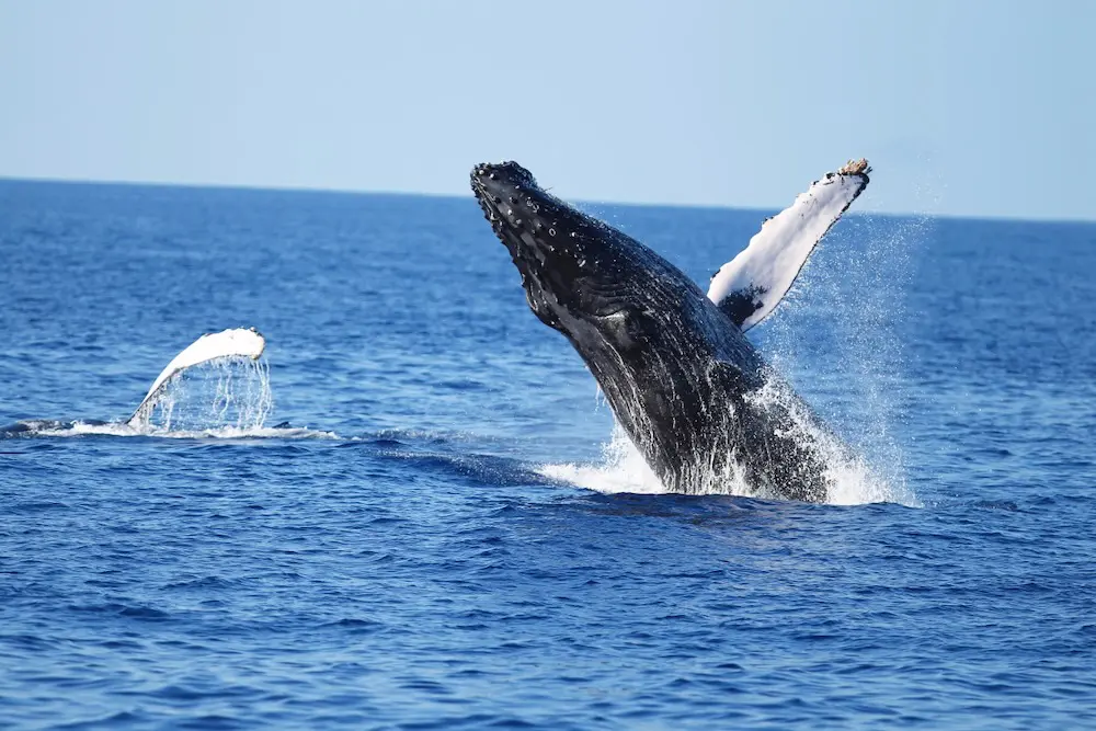 whales spotted West Oahu