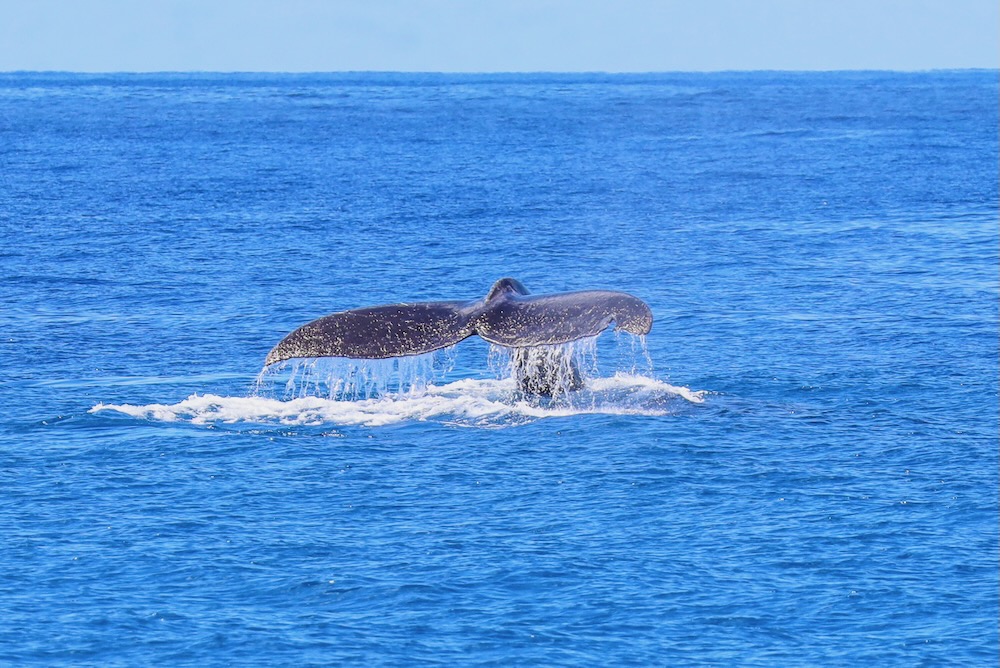 冬のイルカツアー中に見られたザトウクジラの尾びれ