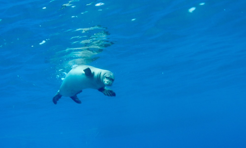 ハワイの海を泳ぐ絶滅危惧種のハワイアンモンクシール