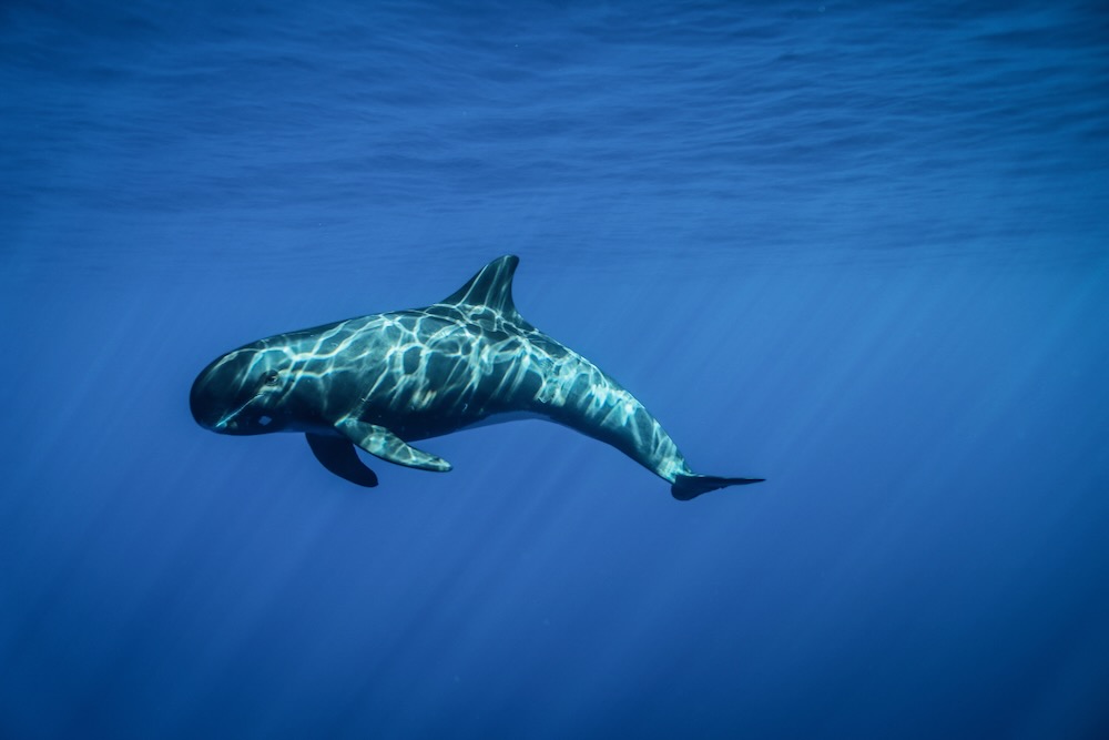 オアフ島の沖合で見られることがあるゴンドウクジラ