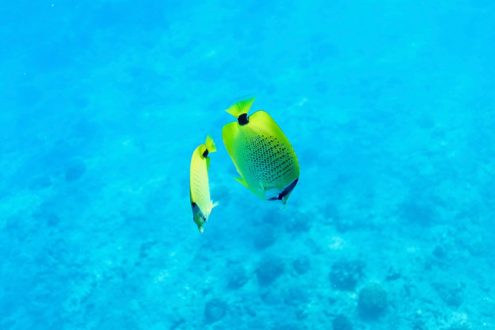 イルカツアーのシュノーケリングで見られるハワイの熱帯魚とサンゴ
