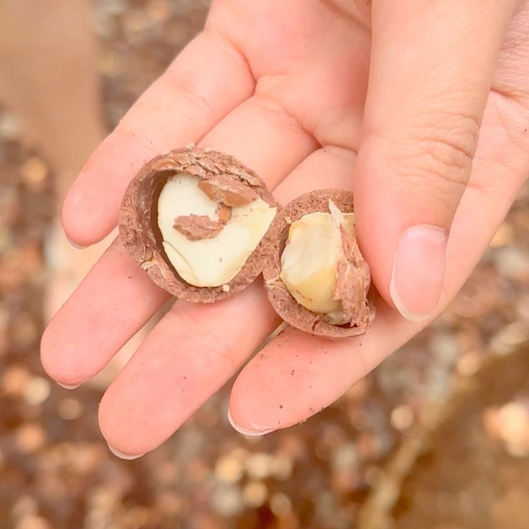 Oahu Macadamia Nut Farm